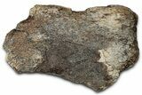 Dinosaur (Triceratops) Frill Shield Section - Montana #347959-1